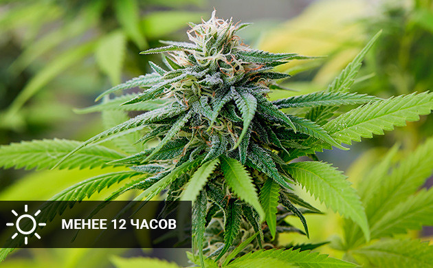 12 часовой режим во время цветения