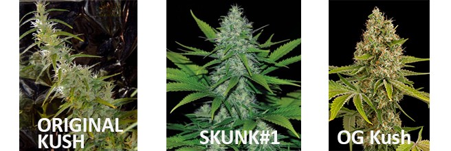 Классика коноплеводства Улучшения качества каннабиса