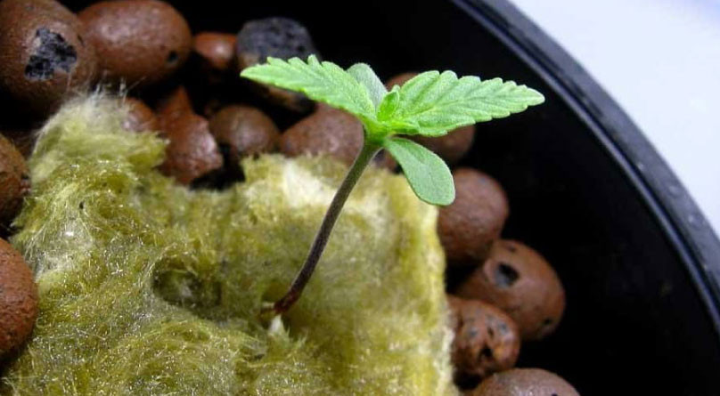 Пересадка в гидропонную установку Росток в гидропонной установке