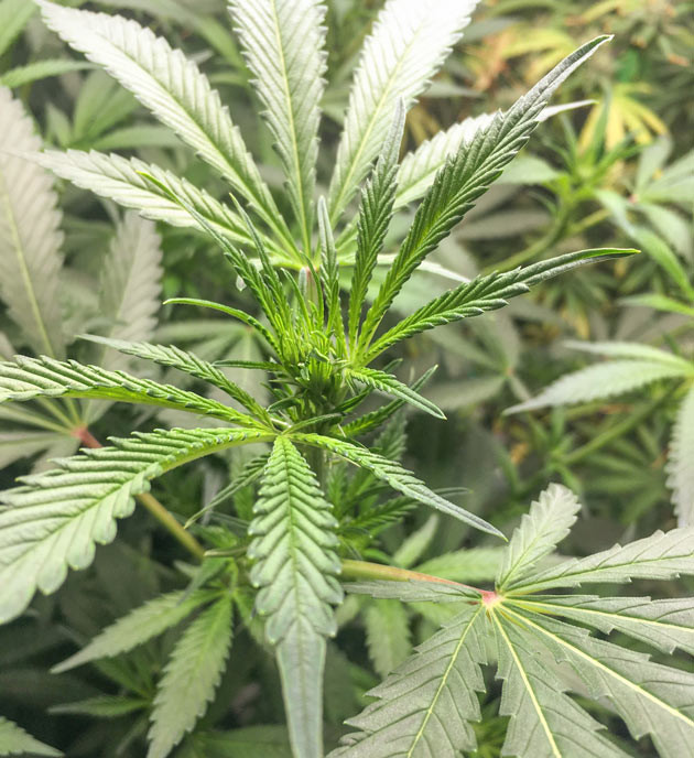 Замена питательного раствора Куст DDoS #33 на 9 неделе выращивания