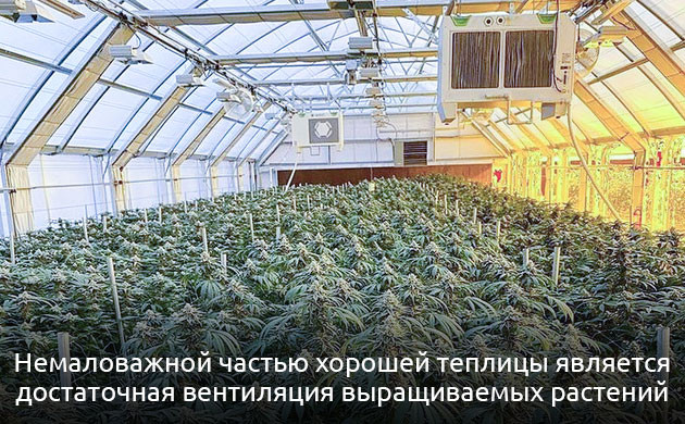 Что необходимо для обустройства теплицы Обустройство теплицы для каннабиса
