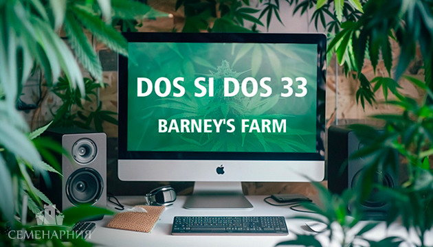 Гроурепорт сорта конопли Dos Si Dos 33 Выращивание сорта Dos Si Dos 33