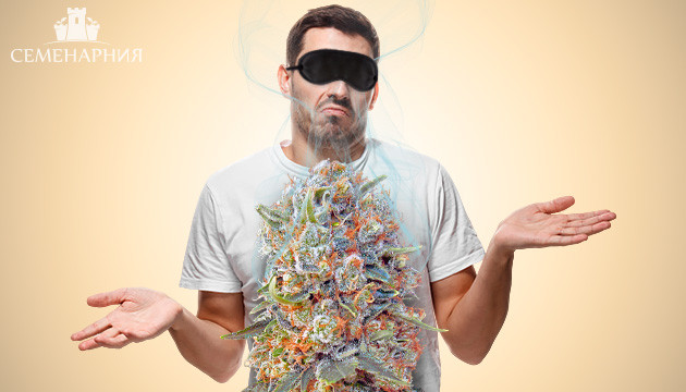 Сорта марихуаны со слабым запахом Сорта конопли без запаха