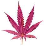 фиолетовый цвет конопли фиолетовый каннабис