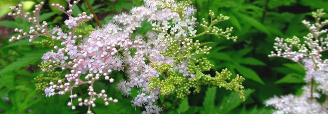 Таволга дланевая, или лабазник дланевый