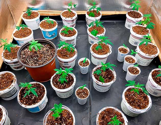 Растишки Godzilla Glue #4 от Herbies Seeds на 2 неделе