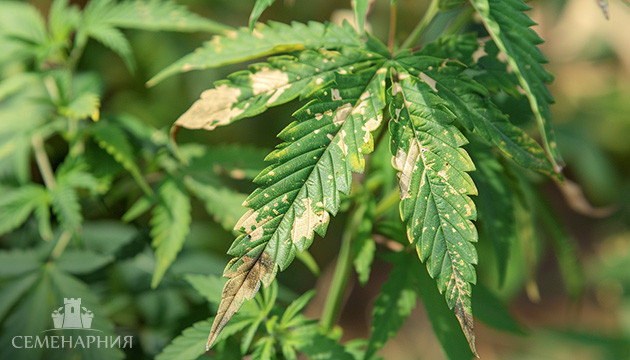 Больной лист конопли