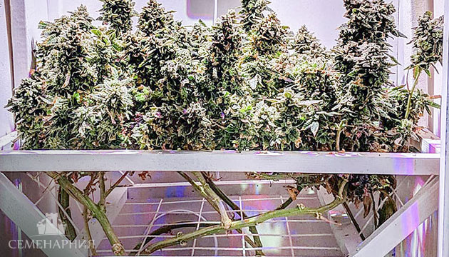 Метод ScrOG Screen Of Green