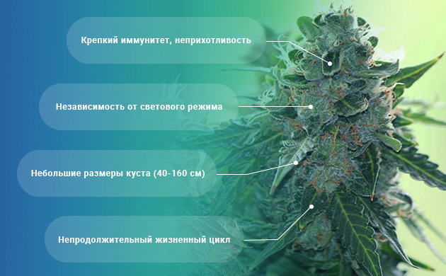 4 основных плюса выращивания автоцветущих сортов