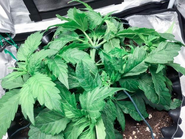 Полив питательным раствором и тренировки конопли Куст Godzilla Cookies Auto от Herbies Seeds на стадии вегетации