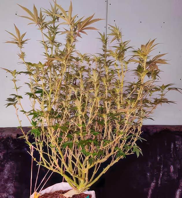 Смена режима освещения и подготовка к цветению Сорт Dozy Doz на 12-13 неделе выращивания