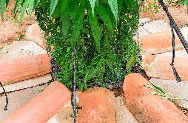 Проведение тренировки LST Куст Runtz Muffin на 13-16 неделе выращивания