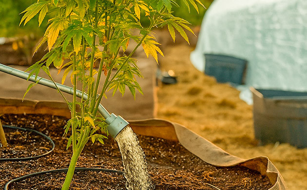 Как и когда промывать марихуану Промывка каннабиса перед харвестом