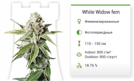 Сорт марихуаны White Widow White Widow fem (Green House Seeds)