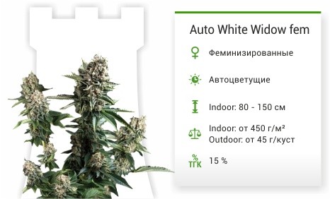 Сорт марихуаны Auto White Widow Auto White Widow fem