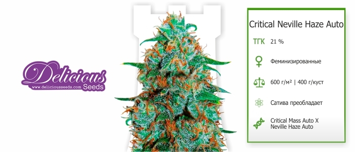 Critical Neville Haze Auto Critical Neville Haze Auto