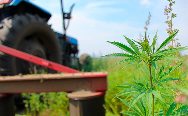 Выращивание технической конопли Поле технического каннабиса