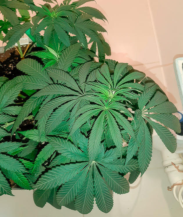 6 неделя развития Glue Sherbet от AlphaFem Seeds