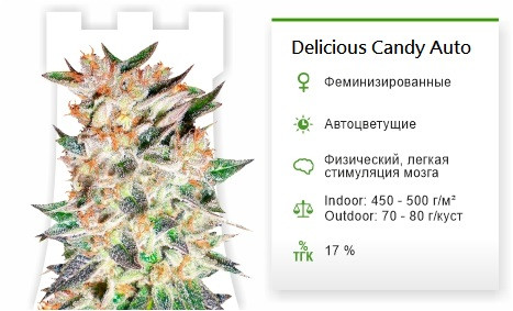 Сорт марихуаны Delicious Candy Auto Delicious Candy Auto от Delicious Seeds