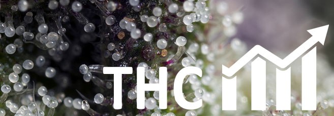 Дефолиация марихуаны