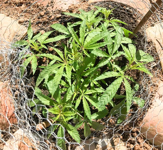 Устойчивость куста Куст Runtz Muffin от Barney's Farm ростом 25 см