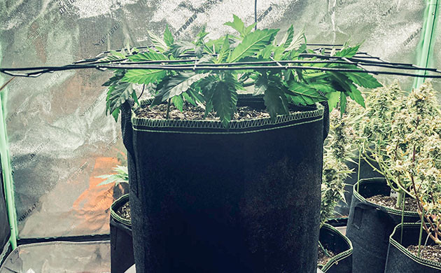 Как установить ScrOG сетку Куст под экраном