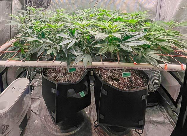 Начало цветения Кусты Apple Betty на 8 неделе развития