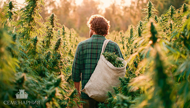 Выращивание конопли в аутдоре