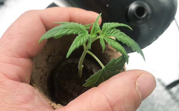 Проращивание и 1 неделя выращивания Росток Grandmommy Purple