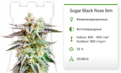 Сорт конопли Sugar Black Rose (Delicious Seeds) Sugar Black Rose fem (Delicious Seeds)
