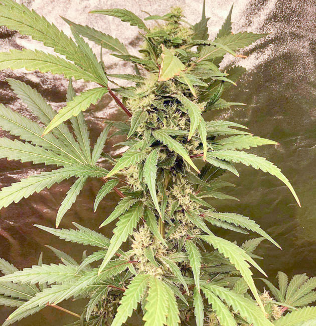 Подвязка конопли Куст DDoS #33 от Herbies Seeds на стадии цветения