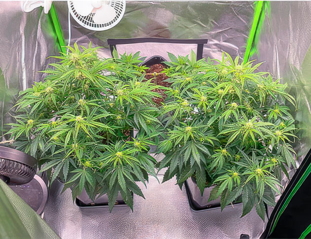 Начало цветения и дефолиация Кусты Apollo F1 Auto от Royal Queen Seeds на 6 неделе