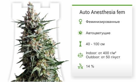 Сорт марихуаны Auto Anesthesia Семена конопли Auto Anesthesia fem (Pyramid Seeds)