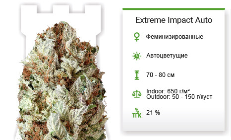 Extreme Impact Auto от Heavyweight Seeds