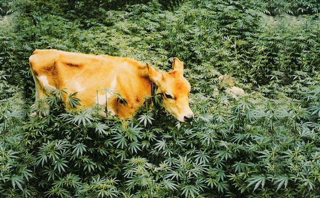 Использование конопли в качестве корма для животных Животные и техническая конопля