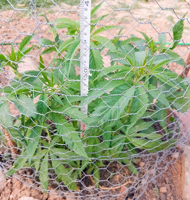 Рост конопли Куст Runtz Muffin на 10 неделе выращивания