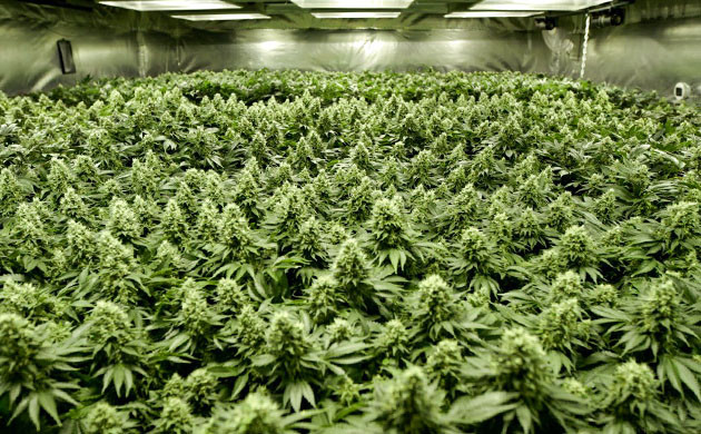 Выращивание методом SOG Одновременное выращивание большого количества кустов