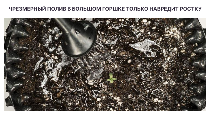 Неправильный полив Чрезмерный полив