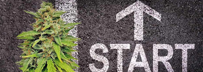 Сорта сативы для новичков 5 сортов Сативы для начинающих гроверов