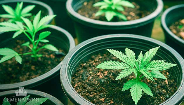 Как правильно размещать кусты каннабиса на 1 м² для максимального урожая Сколько кустов марихуаны можно посадить на м2
