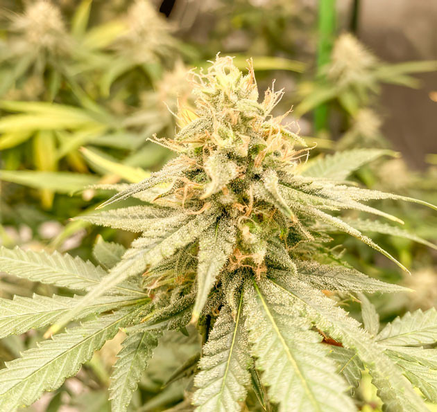 Кусты Blueberry Muffin от Humboldt Seed Company на 13 неделе