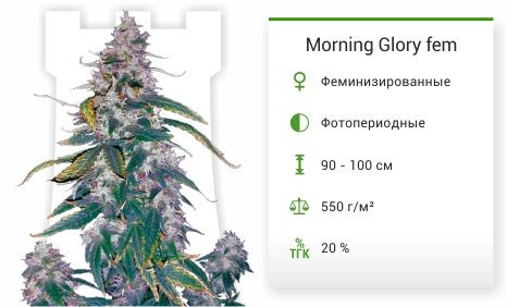 Сорт марихуаны Morning Glory Morning Glory fem от Barney's Farm