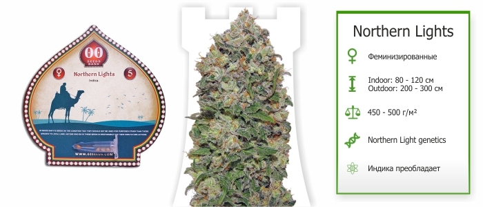 Northern Lights Northern Lights