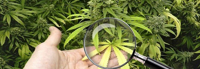 Диагностика конопли по внешнему виду