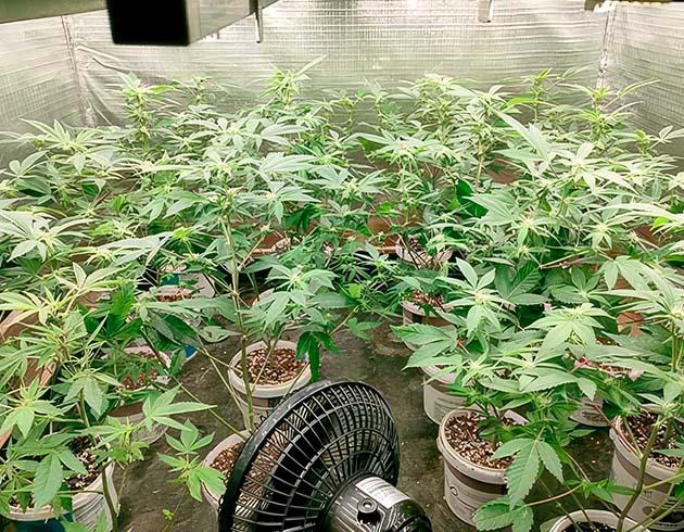 Кусты Godzilla Glue #4 от сидбанка Herbies Seeds на 6 неделе