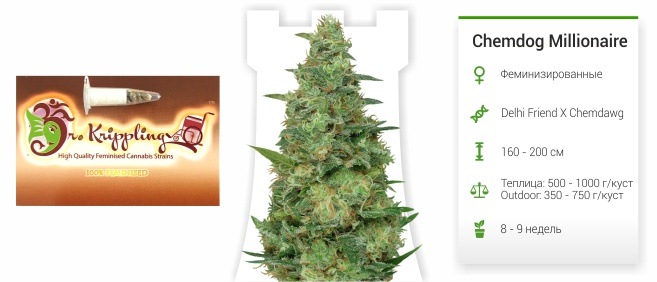Chemdog Millionaire