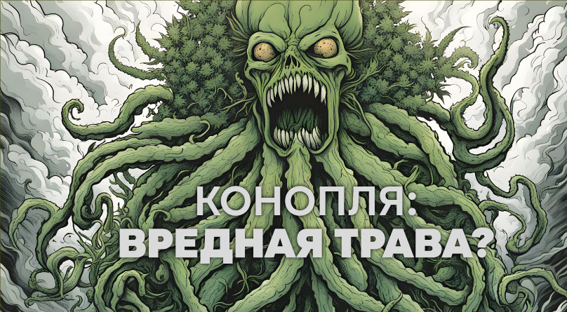 Фильм «Конопля: вредная трава?» Конопля: вредная трава?