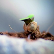 Проросшее семечко Нерегулярная всхожесть