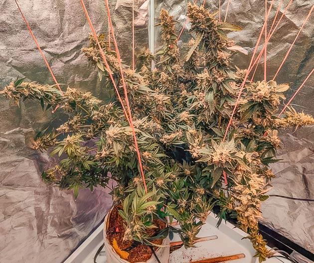 Смолистые шишки и янтарные трихомы Куст Dozy Doz на последней неделе выращивания