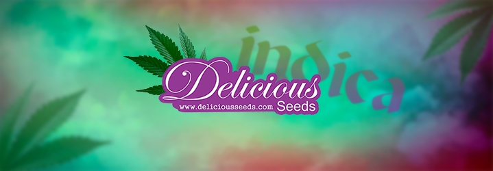 Delicious Seeds indica Delicious Seeds indica